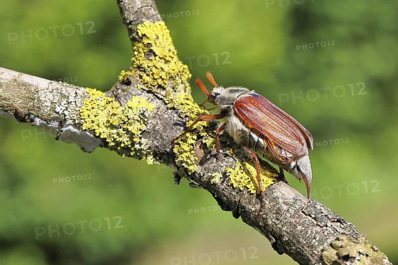 May beetle, wood cockchafer (Melolontha hippocastani), male, on a branch overgrown with lichen, close-up, Wilnsdorf, North Rhine-Westphalia, Germany