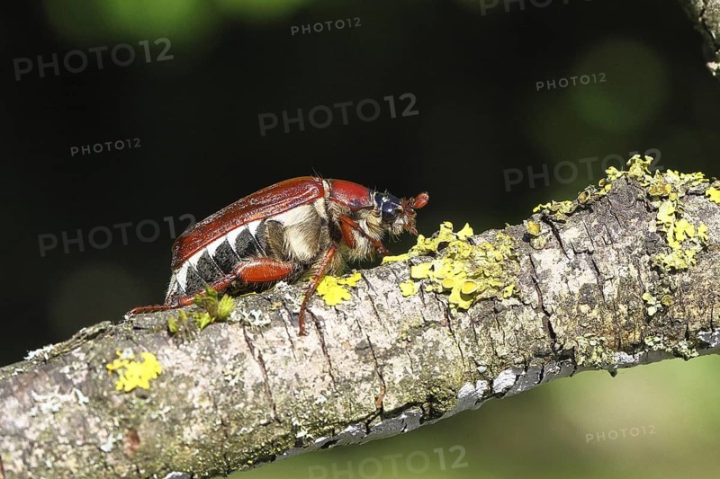 May beetle, wood cockchafer (Melolontha hippocastani), female, on a branch covered with lichen, close-up, Wilnsdorf, North Rhine-Westphalia, Germany