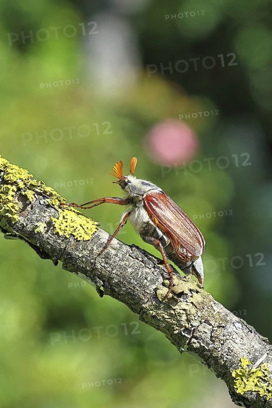 May beetle, wood cockchafer (Melolontha hippocastani), male, on a branch overgrown with lichen, close-up, Wilnsdorf, North Rhine-Westphalia, Germany