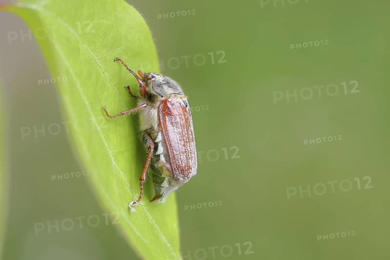 May beetle, wood cockchafer (Melolontha hippocastani), female, on a leaf, close-up, Wilnsdorf, North Rhine-Westphalia, Germany