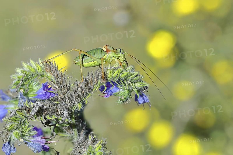 Steppe saddle grasshopper, steppe saddle grasshopper (Ephippiger ephippiger), male, on Viper's bugloss (Echium vulgare), with bokeh in the background, leafhoppers, long-fingered grasshoppers, Red List of Germany, specially protected species, critically endangered, Cochem, Moselle, Rhineland-Palatinate, Germany
