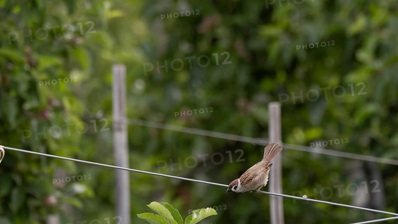 A tree sparrow or tree sparrow (Passer montanus) sitting on a wire in an apple orchard and leaning forwards, Dolomites, South Tyrol, mountains, Laces, Morter, Italy