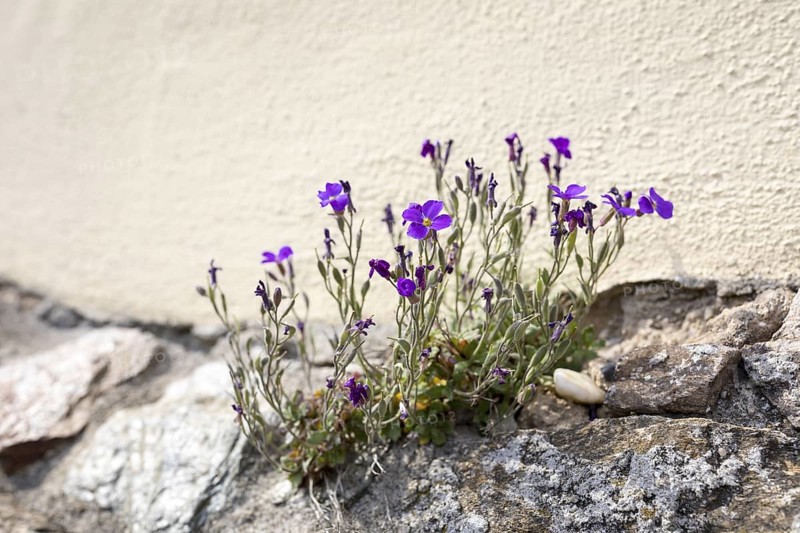 Blue cushion (Aubrieta) as a wallflower in bloom at the base of the town church in Nossen, Saxony, Germany