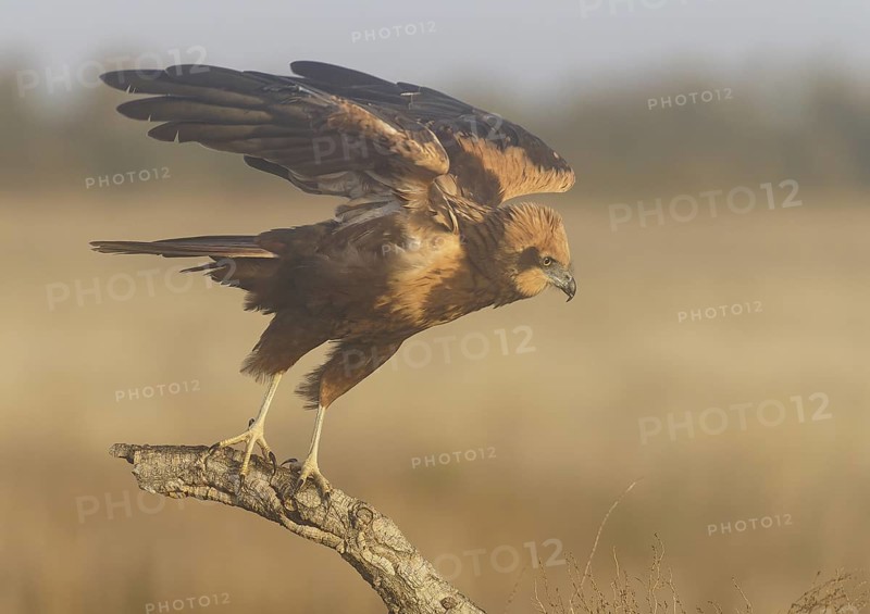 Young female marsh harrier (Circus aeruginosus), departure, morning fog, Castilla-La Mancha, Spain