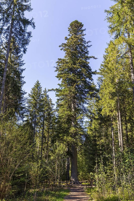 Grandfather fir, one of the mightiest firs in Germany, one of the approximately 300-year-old Schöllkopf firs, stand of large silver firs (Abies alba) near Freudenstadt, northern Black Forest, Baden-WÃ¼rttemberg, Germany