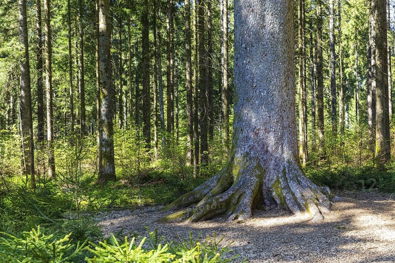 Tree trunk of one of the mighty 300-year-old Schöllkopf firs, stand of large silver firs (Abies alba) near Freudenstadt, northern Black Forest, Baden-WÃ¼rttemberg, Germany