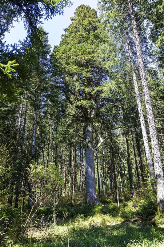 One of the mighty 300-year-old Schöllkopf firs, a stand of large silver firs (Abies alba) near Freudenstadt, northern Black Forest, Baden-WÃ¼rttemberg, Germany