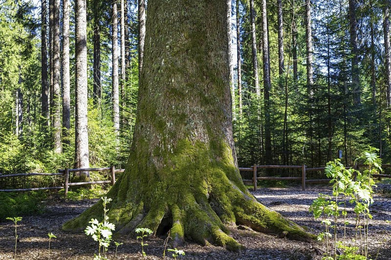 Tree trunk of the grandfather fir, one of the mightiest firs in Germany, one of the approximately 300-year-old Schöllkopf firs, stand of large silver firs (Abies alba) near Freudenstadt, northern Black Forest, Baden-WÃ¼rttemberg, Germany