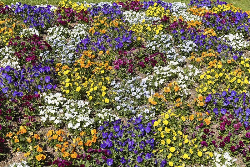 Colourfully planted bed with pansies (viola) in Baiersbronn, Baden-WÃ¼rttemberg, Germany