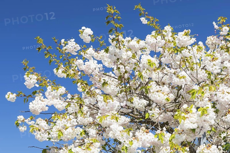 Japanese ornamental cherry (Prunus serrulata) in flower, Germany