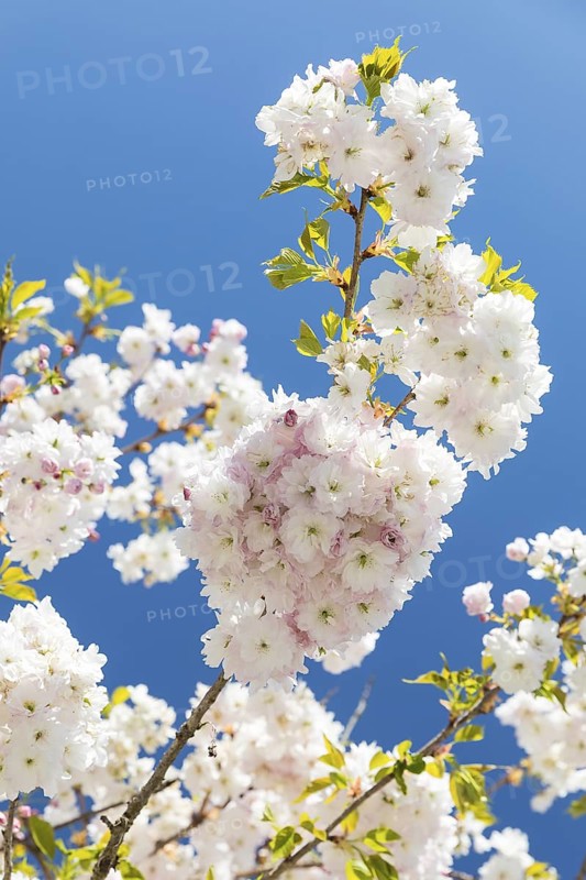 Japanese ornamental cherry (Prunus serrulata) in flower, Germany