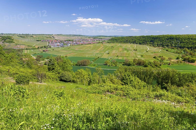View of Hessigheim with a view over the Neckar loop and vineyards, Besigheim, Baden-WÃ¼rttemberg, Germany