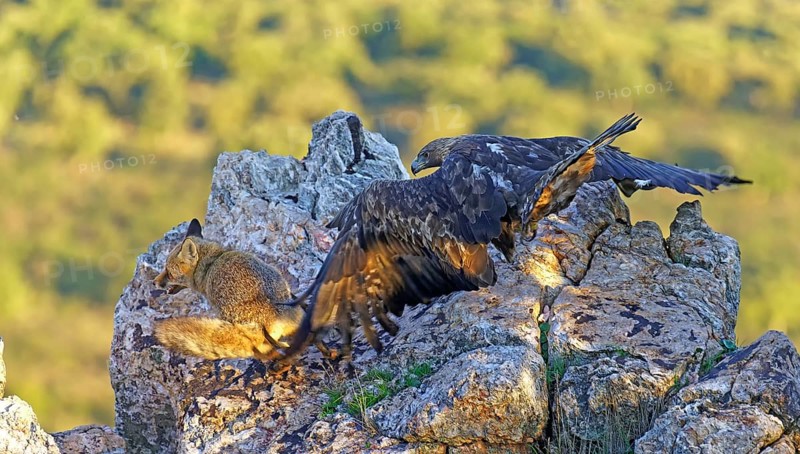 Golden eagle (Aquila chrysaetos) chases away a red fox fighting for food in the early morning light, Extremadura, Spain