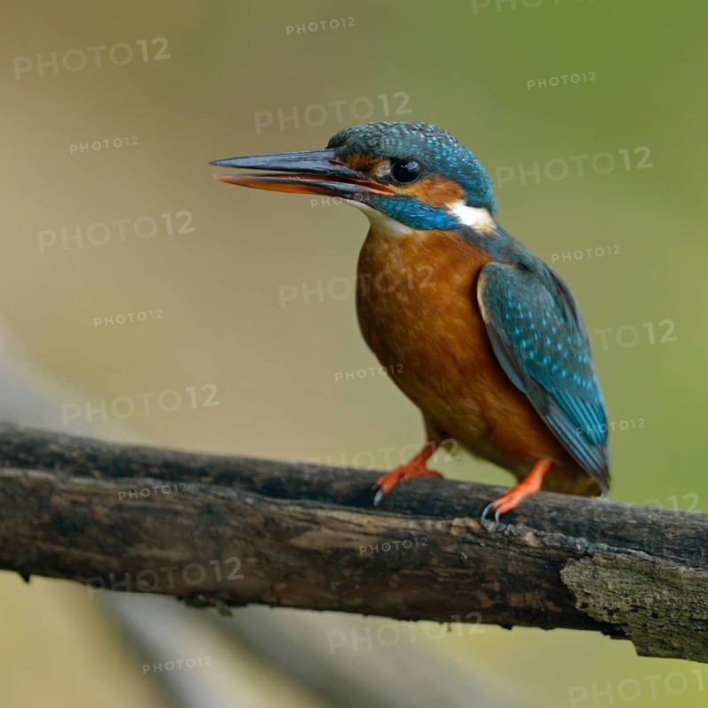 Kingfisher (Alcedo atthis), female adult bird, in natural environment, slightly open beak and upright sitting position bring a little tension into the picture, native nature, Lower Rhine, Rhineland, North Rhine-Westphalia, Germany, Western Europe
