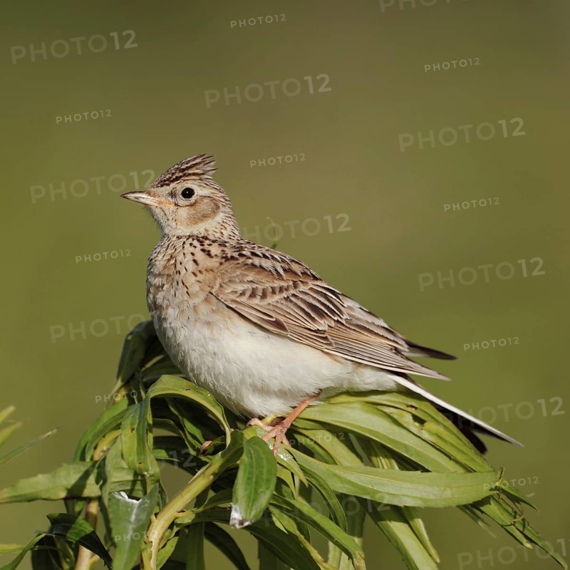 Bird of the open fields... Skylark (Alauda arvensis), in many places endangered, formerly common character bird of our meadows and fields sits on a field plant, erected feather cap, Lower Rhine, Rhineland, North Rhine-Westphalia, Germany, Western Europe