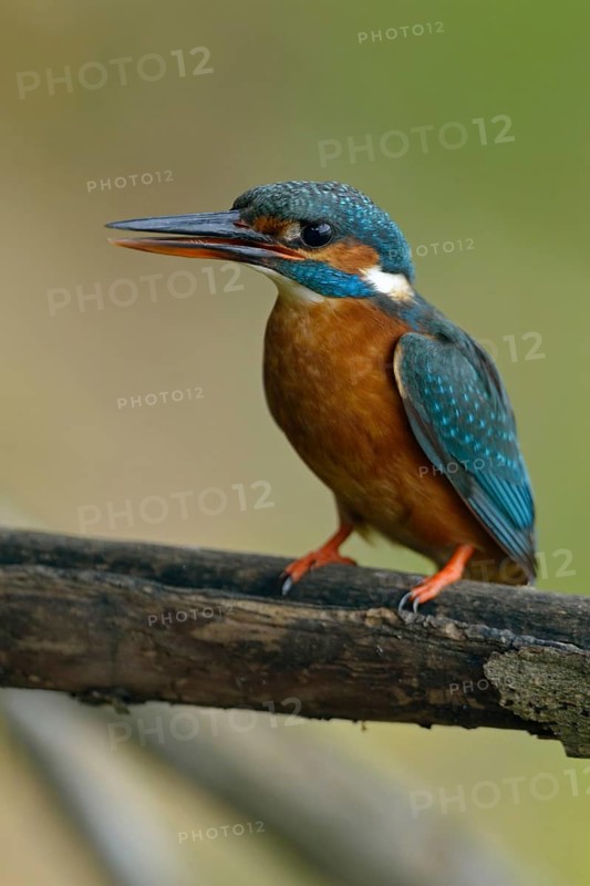 Kingfisher (Alcedo atthis), female adult bird, in natural environment, slightly open beak and upright sitting position bring a little tension into the picture, native nature, Lower Rhine, Rhineland, North Rhine-Westphalia, Germany, Western Europe