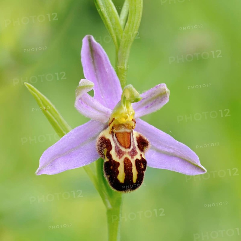 Orchid of the year 1995... Bee orchid (Ophrys apifera), close-up of inflorescence, conspicuous wild orchid, wild flower, height 20 to 50 cm, native nature, Sauerland, North Rhine-Westphalia, Germany, Western Europe