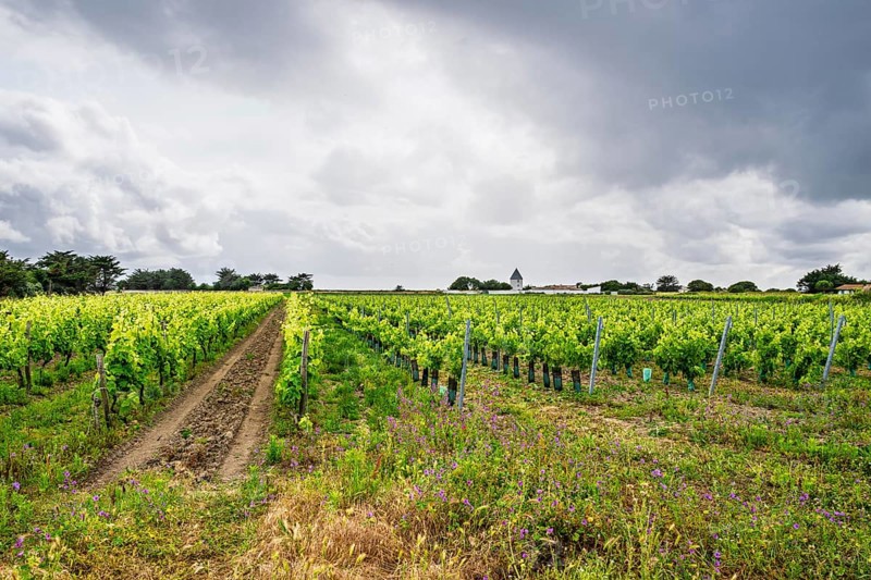 Fields ang Grape plantations, Saint-Clement-des-Baleines, Atlantic, France