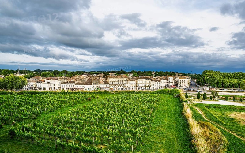 Grape field in Blaye, Blaye, Gironde Estuary, France