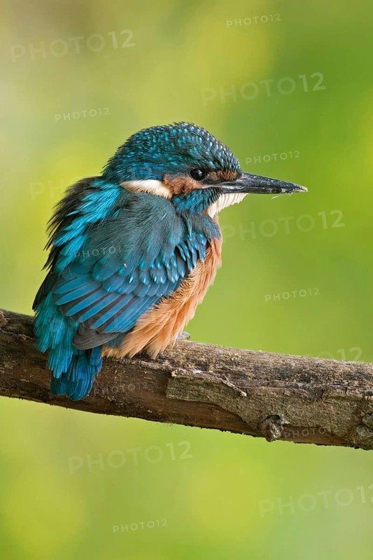 In early summer... Kingfisher (Alcedo atthis), freshly fledged young bird, still shy, waiting, must now become independent, native nature, Lower Rhine, Rhineland, North Rhine-Westphalia, Germany, Western Europe