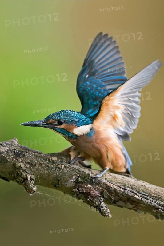 Impatiently begging... Kingfisher (Alcedo atthis), just fledged young bird begs insistently for food, flaps its wings, wants to be fed, young kingfishers have to become independent very quickly, as adult birds breed several times, Lower Rhine, Rhineland, North Rhine-Westphalia, Germany, Western Europe