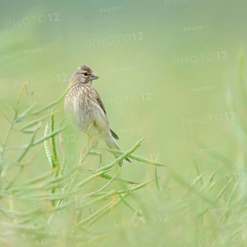 In ripe oilseed rape... Common linnet (Carduelis cannabina), female in soft light between rapeseed pods, native nature, Sauerland, North Rhine-Westphalia, Germany, Western Europe