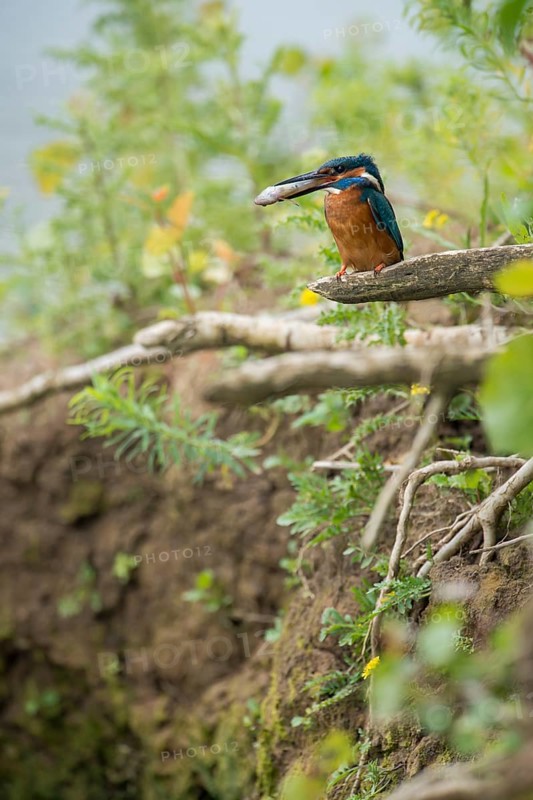 In the habitat... Kingfisher (Alcedo atthis), adult bird sitting with fish in its beak in natural surroundings on the bank wall, embankment of a watercourse, native nature, Lower Rhine, Rhineland, North Rhine-Westphalia, Germany, Western Europe
