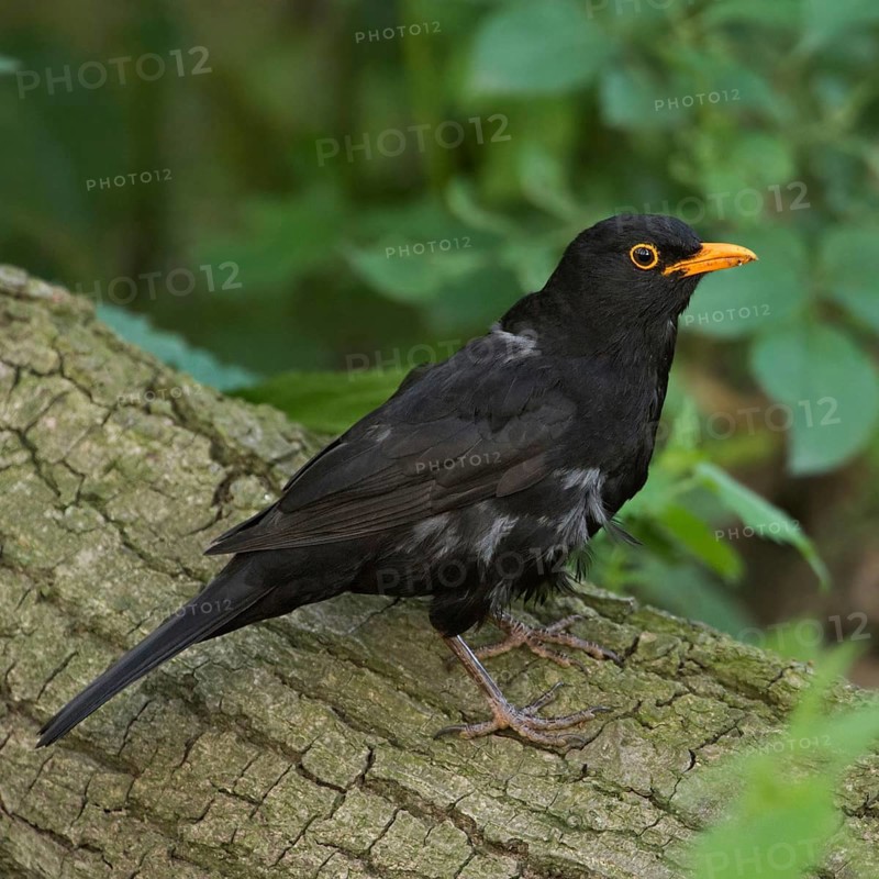 Young blackbird... Blackbird (Turdus merula) sitting on a tree trunk in the forest, male with bright orange beak, one of the most common and well-known native songbirds, widespread, also typical garden bird, Lower Rhine, Rhineland, North Rhine-Westphalia, Germany, Western Europe