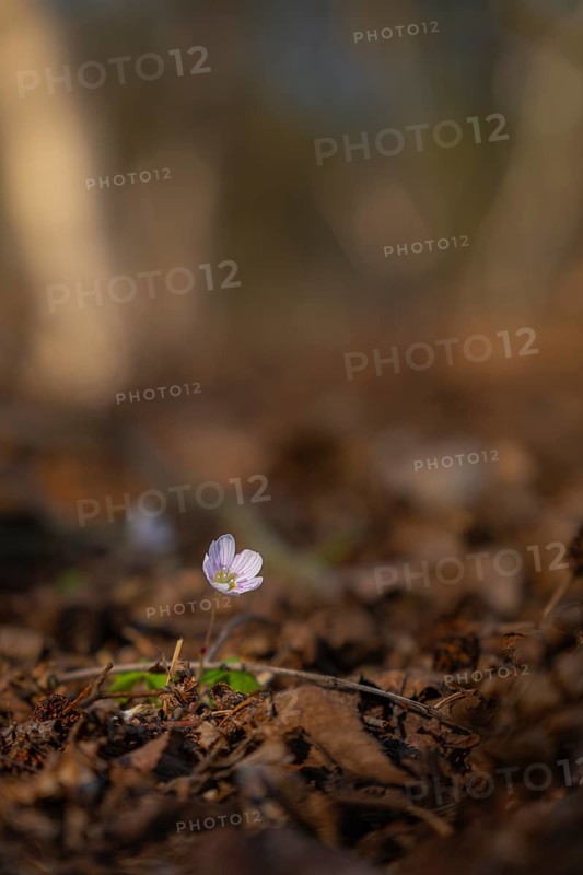 Nature photograph of wood sorrel (Oxalis acetosella) in spring, nature photo, flora, plant, flower, Klein Varlingen, Wendenborstel, Steimbke, district of Nienburg Weser