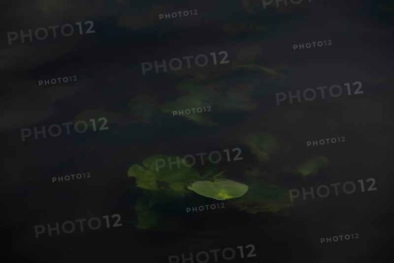 Nature photograph of a leaf of a water lily (Nymphaea) just below the water surface, nature photo, flora, plant, Steinhuder Meer, Mardorf, Neustadt am RÃ¼benberge, Hanover Region, Lower Saxony, Germany