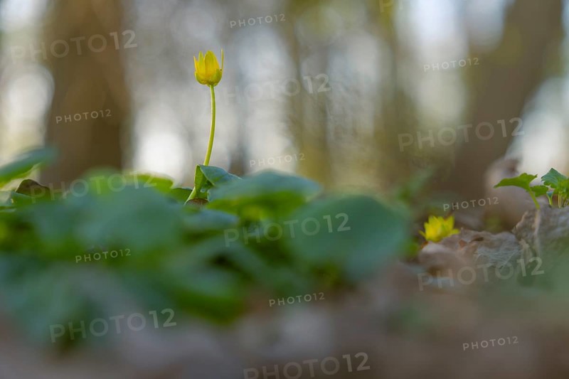 Nature photograph of lesser celandine (Ficaria verna) in spring, nature photo, flora, plant, flower, Schwarmstedt, Heidekreis, Lower Saxony, Germany