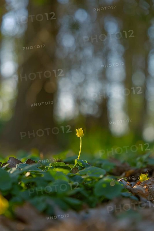 Nature photograph of lesser celandine (Ficaria verna) in spring, nature photo, flora, plant, flower, Schwarmstedt, Heidekreis, Lower Saxony, Germany