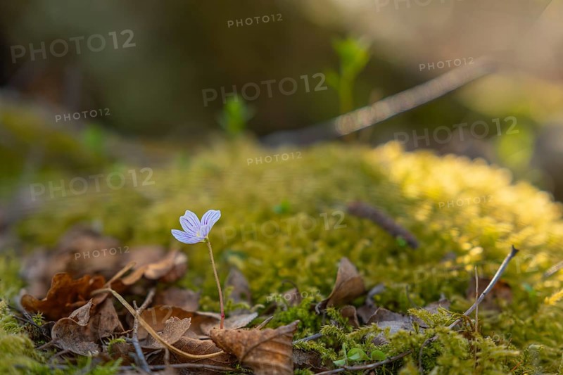 Nature photograph of wood sorrel (Oxalis acetosella) in spring, nature photo, flora, plant, flower, Klein Varlingen, Wendenborstel, Steimbke, district of Nienburg Weser
