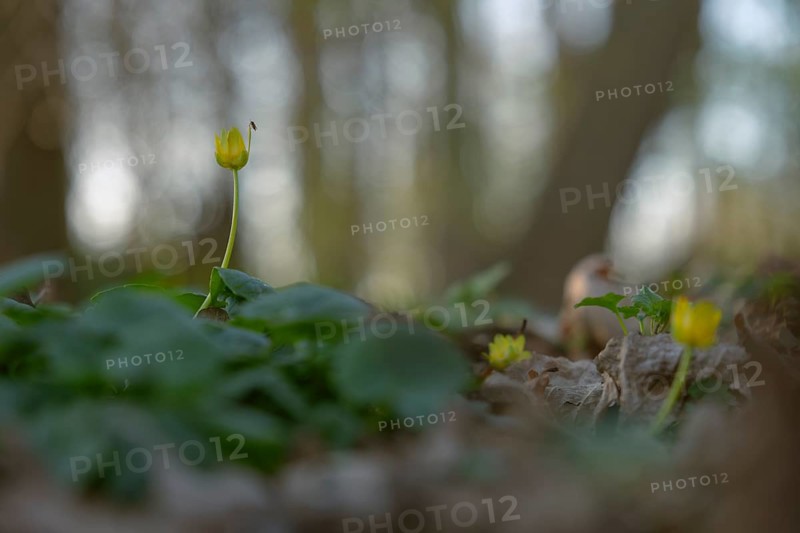Nature photograph of lesser celandine (Ficaria verna) with an insect sitting on it in spring, nature photo, flora, plant, flower, Schwarmstedt, Heidekreis, Lower Saxony, Germany