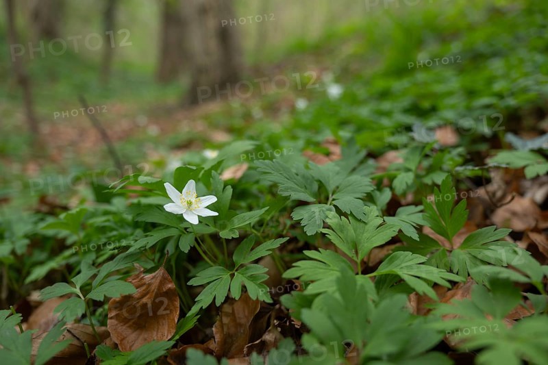 Nature photograph of wood anemone (Anemone nemorosa) in spring, nature photo, flora, plant, flower, Bad Nenndorf, district Schaumburg, Lower Saxony, Germany