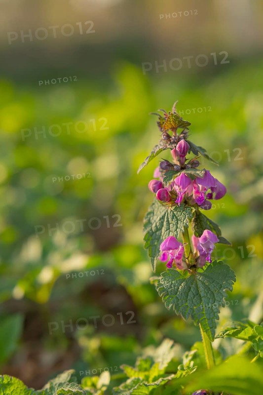 Nature photograph of the Spotted deadnettle (Lamium maculatum) in spring, nature photo, flora, plant, flower, Schwarmstedt, Heidekreis, Lower Saxony, Germany