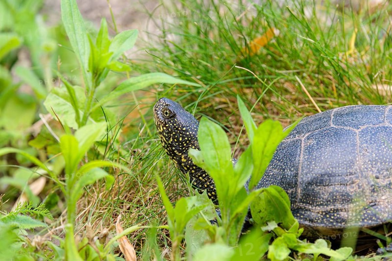 A European pond turtle (Emys orbicularis), makes its way through the green meadow next to the pond