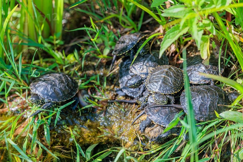 A group of young European pond turtles (Emys orbicularis) resting on the shore of a pond