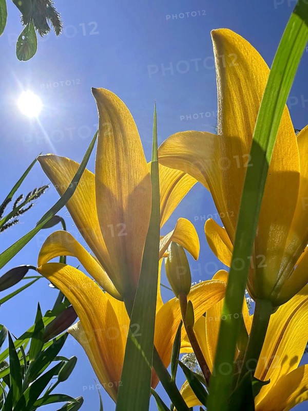Yellow lily (Lilium cultorum) in front of a blue sky, photographed from a frog's perspective