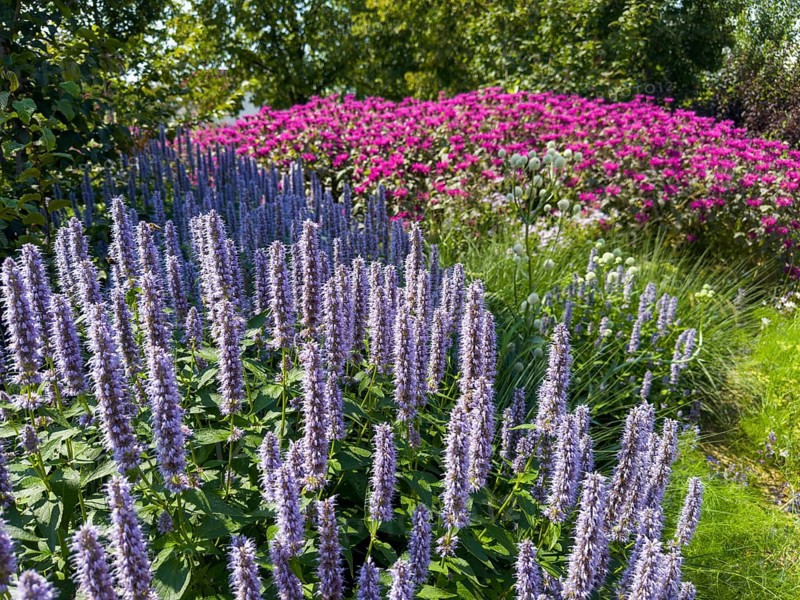 Scented nettle, aniseed-scented nettle, aniseed hyssop, aniseed giant hyssop (Agastache foeniculum) at the front, golden balm, Indian nettle, scarlet monard (Monarda didyma) at the back