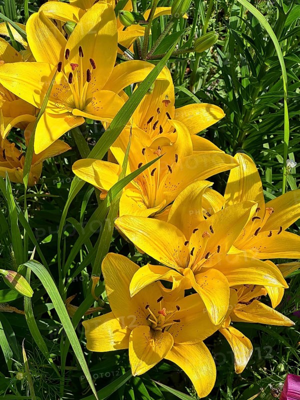 Yellow lily (Lilium cultorum)