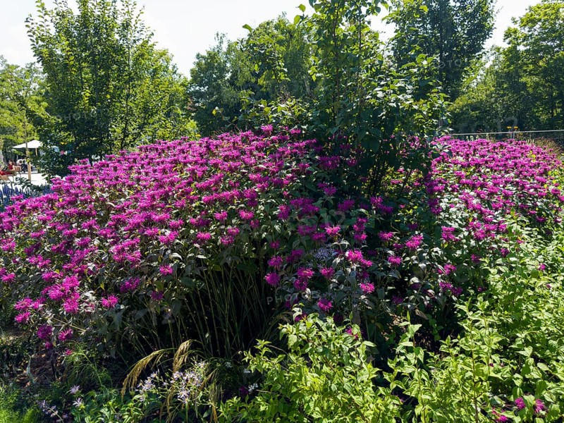 Golden balm, Indian nettle, scarlet monard (Monarda didyma)