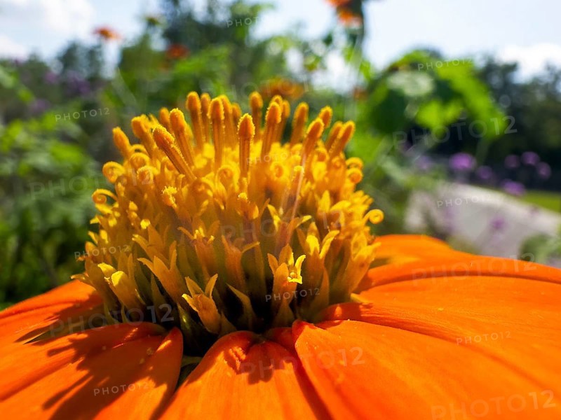 Tithonia rotundifolia, torchflower (Tithonia rotundifolia), detail, close-up