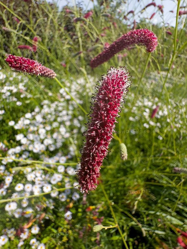 Great burnet (Sanguisorba officinalis)