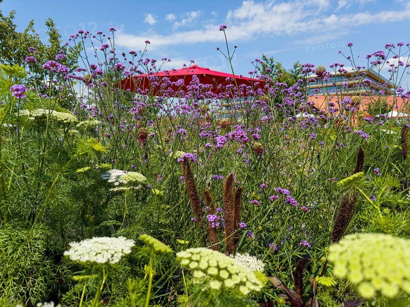 Purpletop vervain, Argentine verbena (Verbena bonariensis) and Haller's laserwort, rough-haired laserwort, Haller's laserwort (Laserpitium halleri)