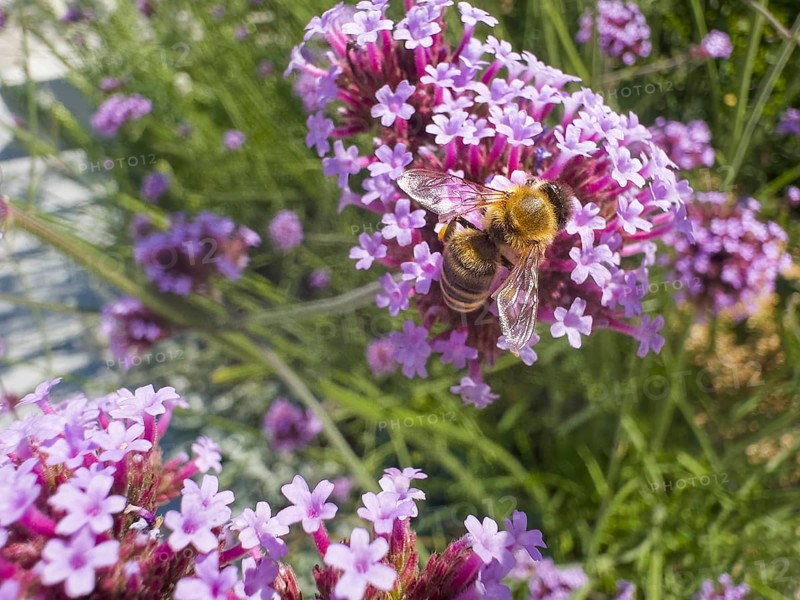 Honey bee (Apis), Purpletop vervain, Argentine verbena (Verbena bonariensis)