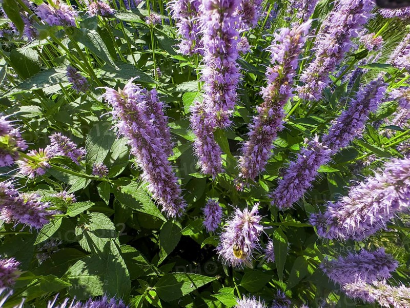 Scented nettle, aniseed-scented nettle, aniseed hyssop, aniseed giant hyssop (Agastache foeniculum)