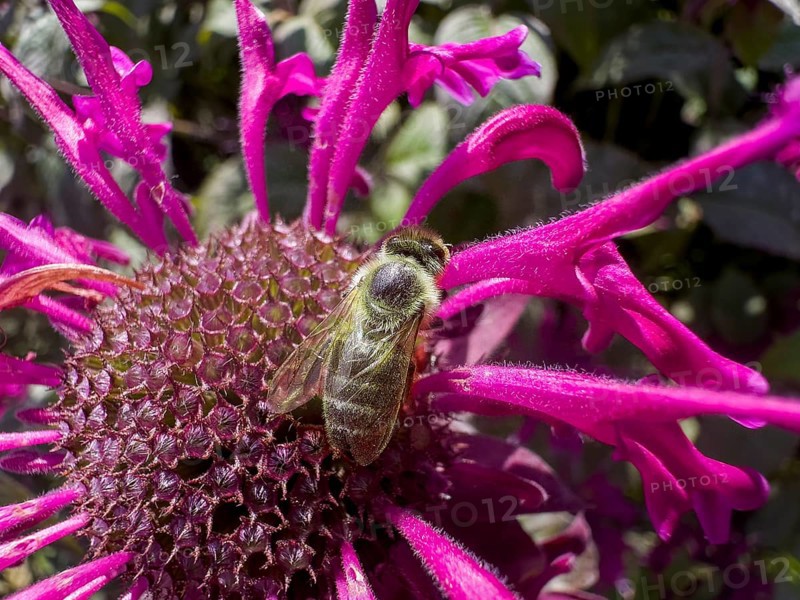 Honeybee (Apis) sitting on golden balm, Indian nettle, scarlet monard (Monarda didyma)