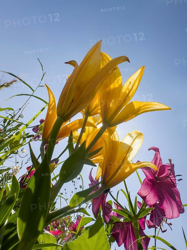Yellow lily (Lilium cultorum) and purple lily (Lilium brownii var. viridulum), against a blue sky, photographed from a frog's perspective