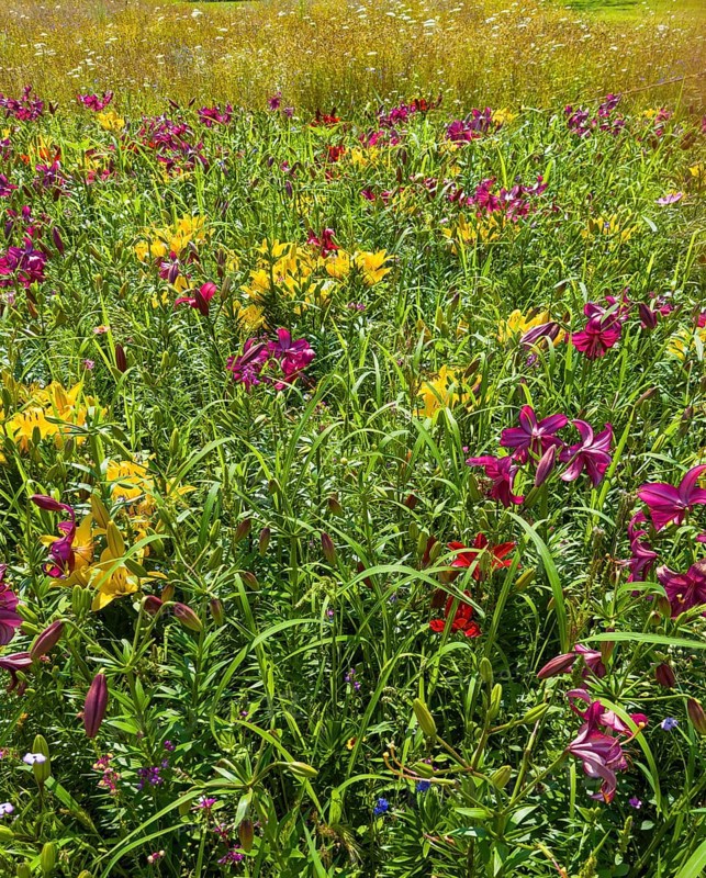 Yellow lily (Lilium cultorum) and purple lily (Lilium brownii var. viridulum)